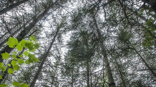 Québec injecte 7 M $ pour les forêts privées de la région