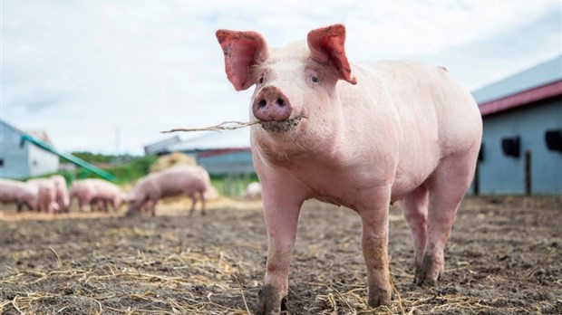 Les acteurs de la filière porcine au Québec parviennent à une entente