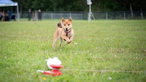 Le Grand Festival Canin de Dégelis annonce plusieurs nouveautés pour l'édition 2024