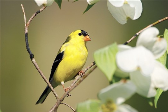 Hymne au printemps