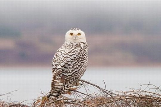 L’Odyssée d’un hibou