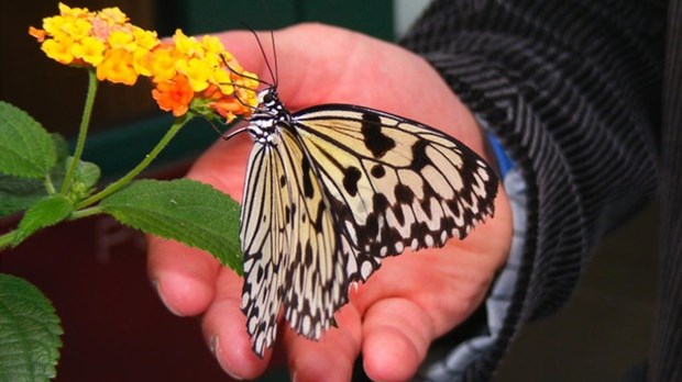 Les plus beaux papillons tropicaux du monde en vedette à St-Jacques