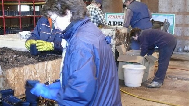 50 000 plants de miscanthus géants à St-Éloi