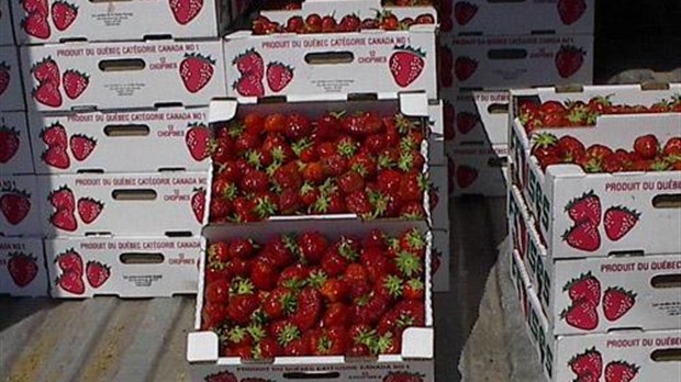 Les fraises sont arrivées