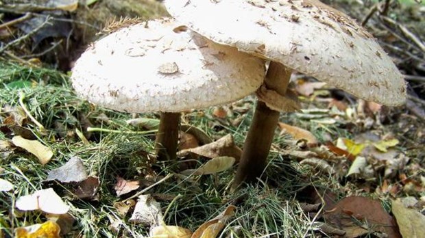 Initiation à la cueillette de champignons sauvages