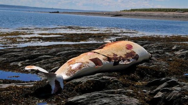 Une marée toxique menace la faune du Saint-Laurent