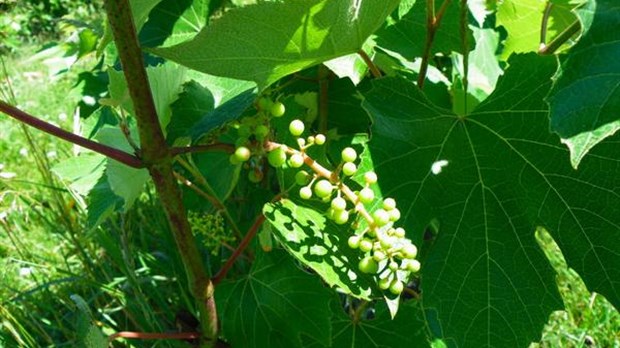 Le vignoble La Marée Montante : Une expérience sensorielle unique