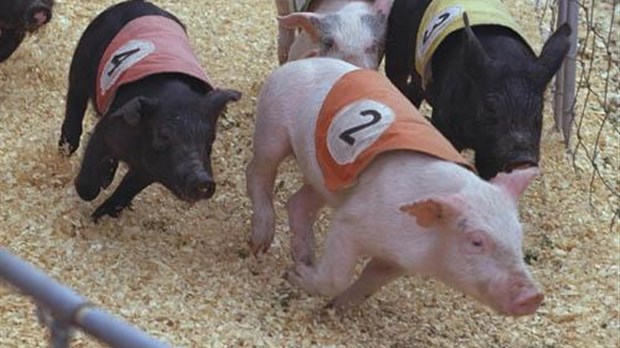 Zéro de conduite : La course aux cochons