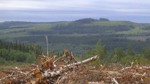 Le CLD des Basques s’intéresse au chauffage à la biomasse forestière