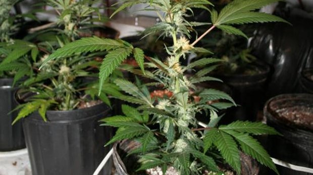 Saisie de 400 plants de marijuana