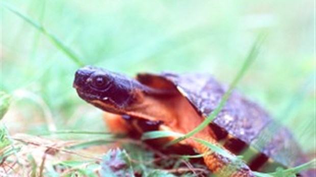 La tortue des bois en danger dans la rivière Cabano