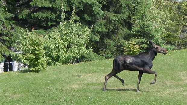 Un orignal en cavale à Rivière-du-Loup