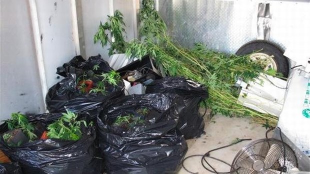 382 plants de cannabis à Saint-Jean-de-la-Lande