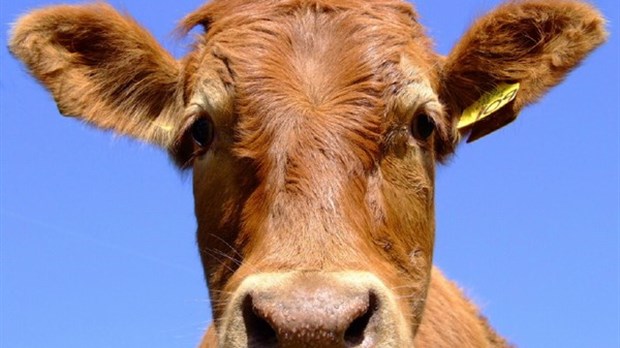 Veaux et vaches en cavale