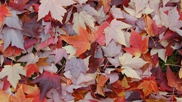 Collectes de feuilles mortes à Rivière-du-Loup