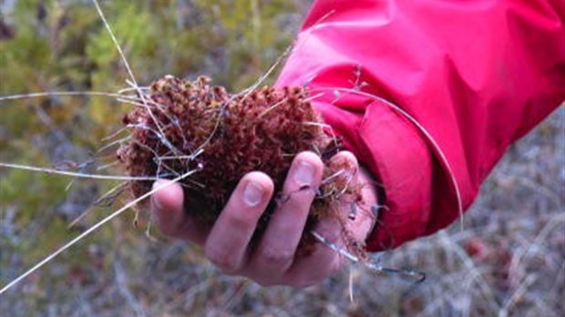 Nouvelle certification pour le secteur de la tourbe horticole