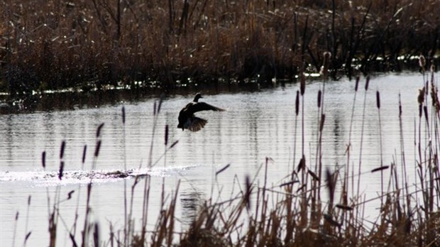 Canards Illimités vous invite à son souper bénéfice