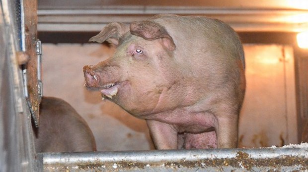 Rivière-du-Loup: une arrivée mouvementée pour 203 porcs