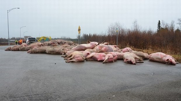 Une centaine de porcs abattus