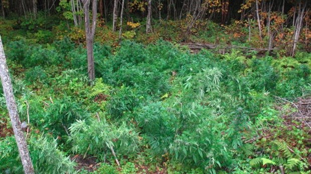 Cannabis en terre à Saint-Juste-du-Lac