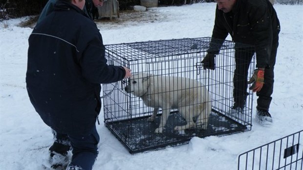 Anima-Québec saisit encore des chiens à Saint-Paul-de-la-Croix