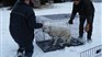 Anima-Québec saisit encore des chiens à Saint-Paul-de-la-Croix