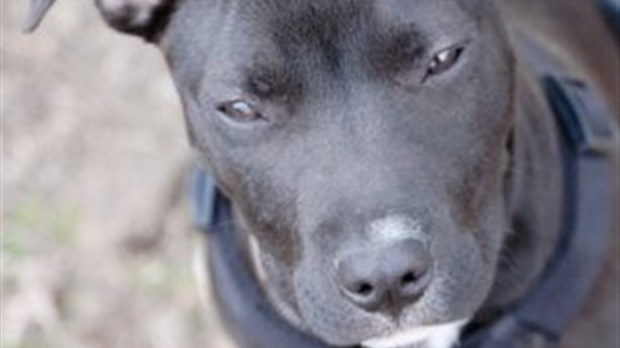 Pitbull: la bête noire