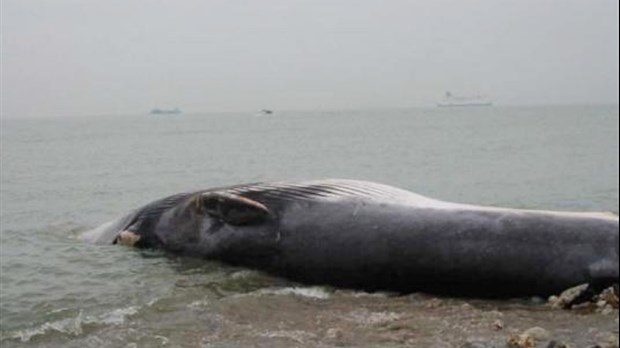 Une baleine bleue s'échoue à la Pointe de Rivière-du-Loup