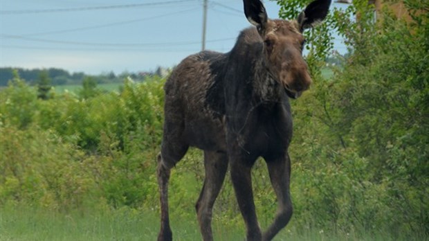 Deux orignaux en balade dans Rivière-du-Loup