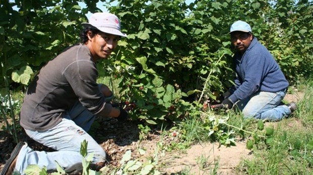 Eduardo et Melecio : travailleurs émérites du Guatemala