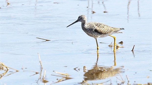 Activité de sensibilisation aux oiseaux de rivage