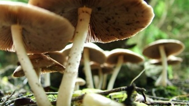 Randonnée en forêt avec Jeun’Avis