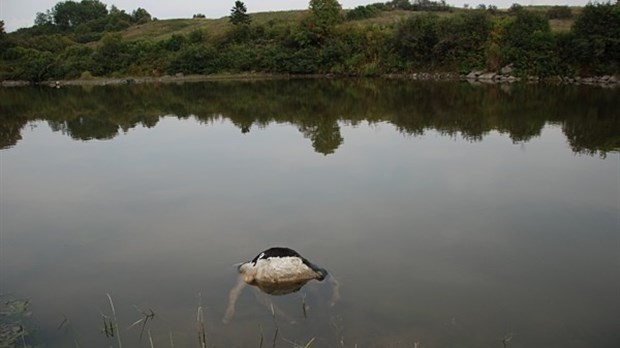 Un veau mort dans la rivière Verte