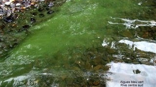 Des algues bleu-vert au lac Saint-Mathieu