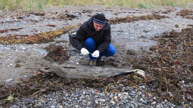 Une carcasse de veau de béluga retrouvée à l'Anse-au-Persil