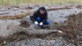 Une carcasse de veau de béluga retrouvée à l'Anse-au-Persil