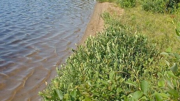 Des arbustes pour les lacs Témiscouata, Long et Pohénégamook
