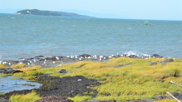 La baie de Kamouraska dévoile ses secrets
