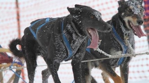 La sécurité et le bien-être des animaux en période de grand froid