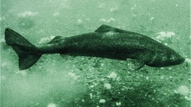 Face à face avec les requins du Québec