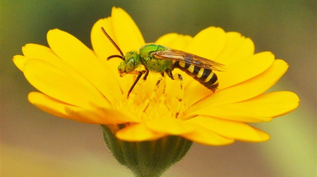 Le buzz des abeilles