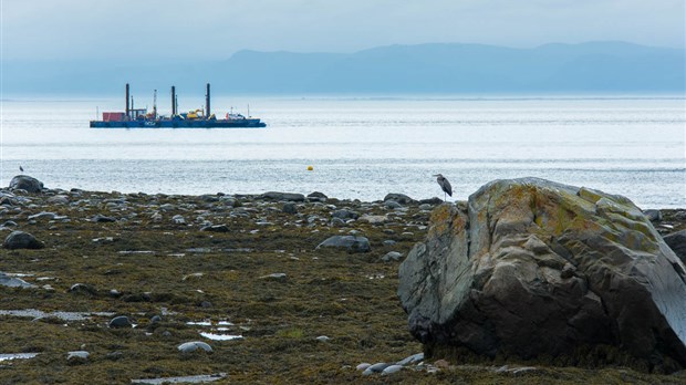 Les groupes environnementaux demandent un débat d'urgence sur les bélugas