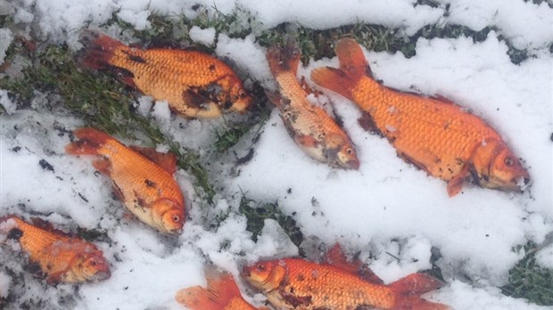 Des poissons rouges dans le lac Témiscouata?