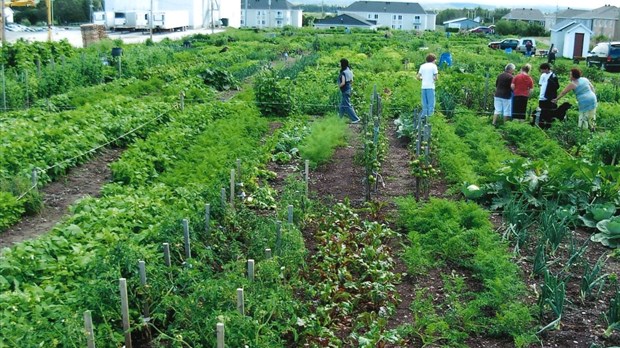 Soirée d’information pour un nouveau jardin collectif à Saint-François