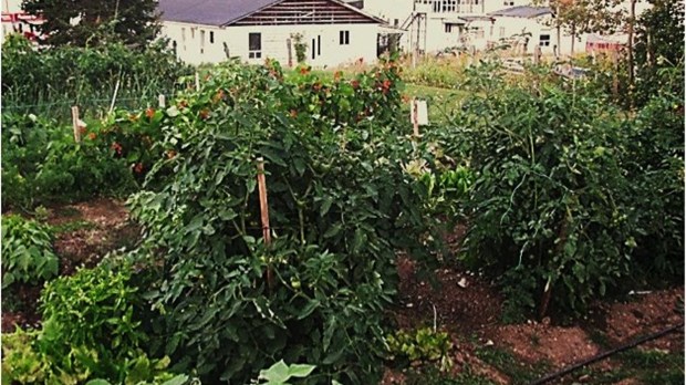Jardins communautaires: le plaisir de cultiver des aliments frais