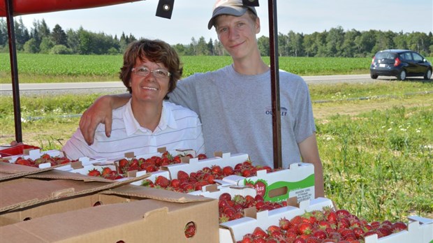 Des virus s’attaquent aux plants de fraises