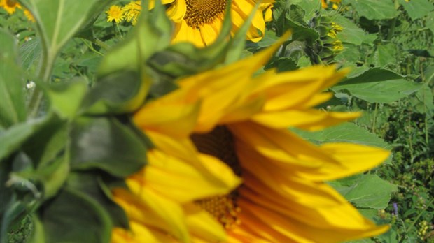 Ouverture de la saison 2014 à la Ferme Professeur Tournesol