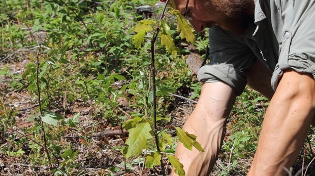 Des centaines d'arbres à planter gratuitement!