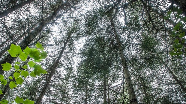 Le gouvernement souhaite réduire le nombre d’unités d’aménagement forestier