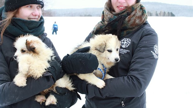 35 chiens saisis chez un éleveur de Saint-Louis-du-Ha! Ha!